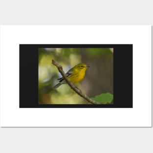 Pine warbler on a branch Posters and Art